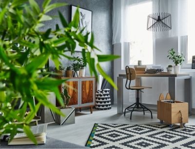 indoor plants 